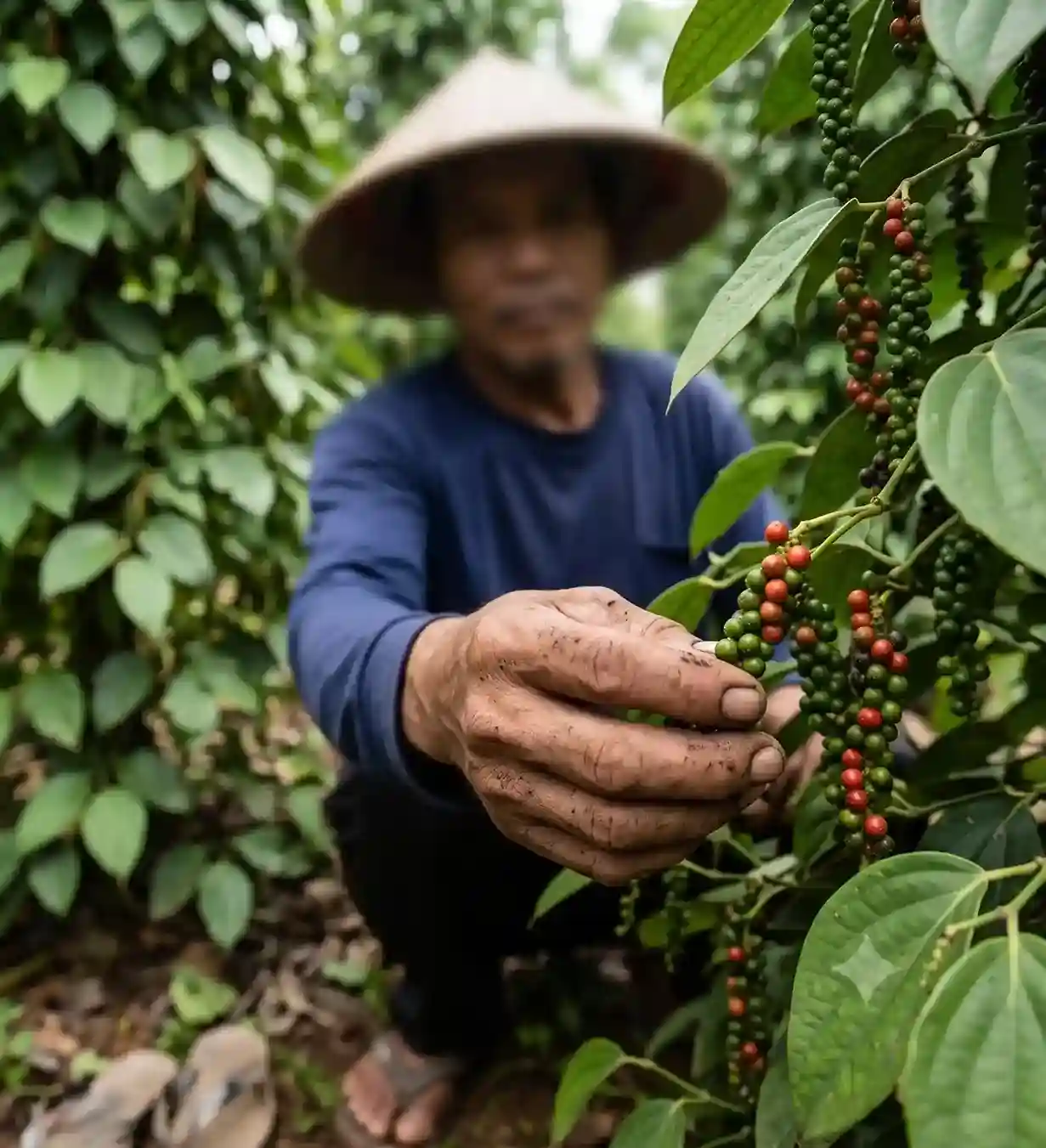 Black pepper harvest