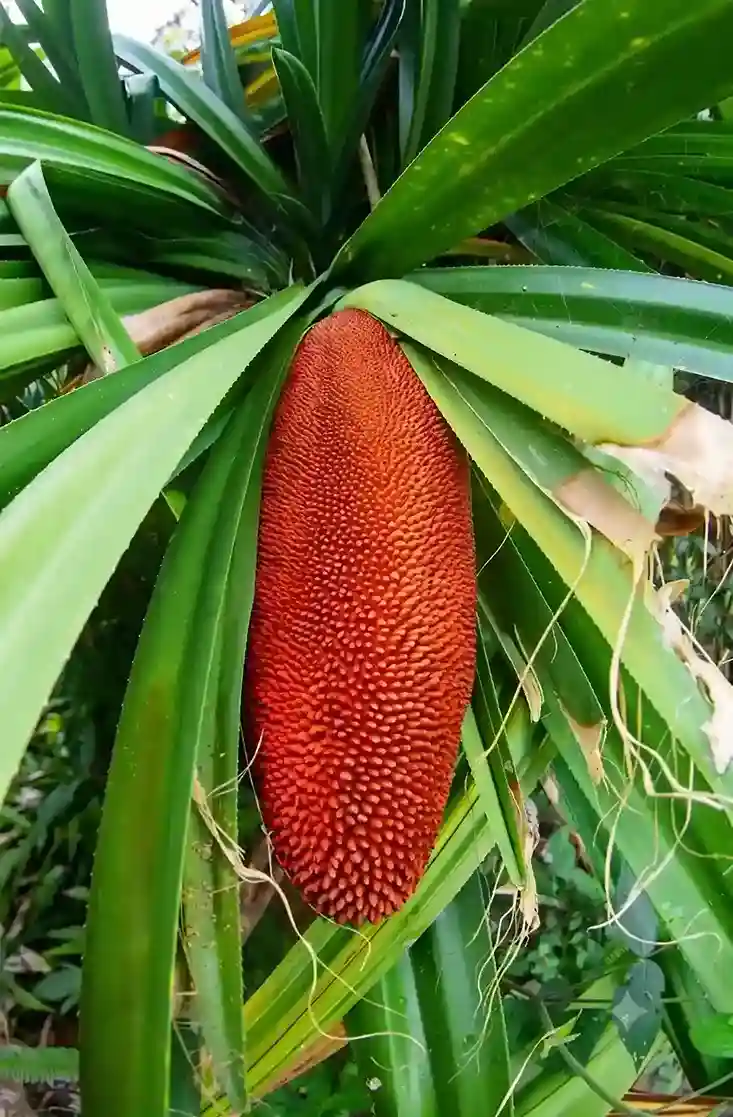 Pandanus fruit on plant