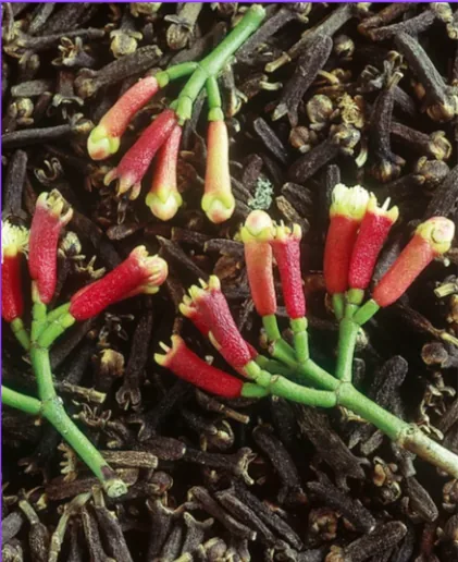 Sangihe Clove