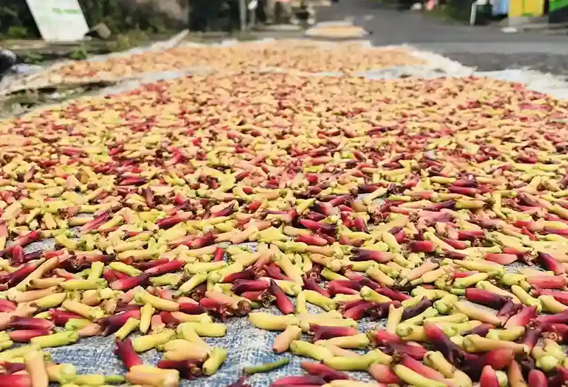 Sulawesi