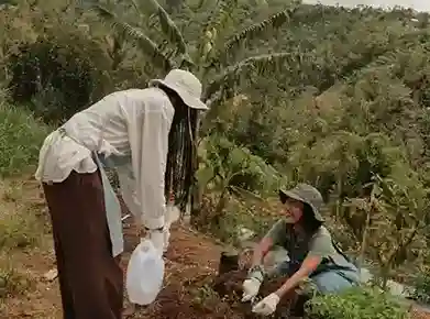 4,200 nutmeg seedlings replanted with Banda elders’ council